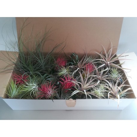 Tillandsia Mix 100 plantas