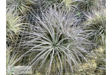Tillandsia stricta Pauls Book Cover clumb