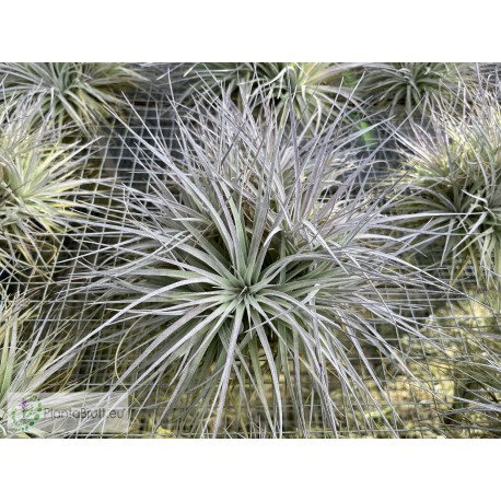 Tillandsia stricta Pauls Book Cover clumb