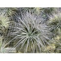 Tillandsia stricta Pauls Book Cover clumb