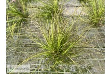 Tillandsia festucoides clumb