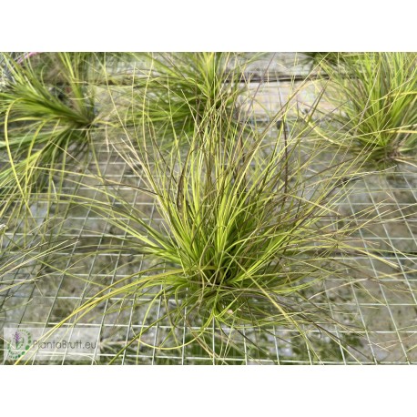 Tillandsia festucoides clumb