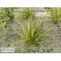 Tillandsia festucoides clumb