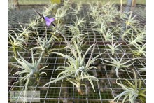 Tillandsia paleacea var. minor Holm
