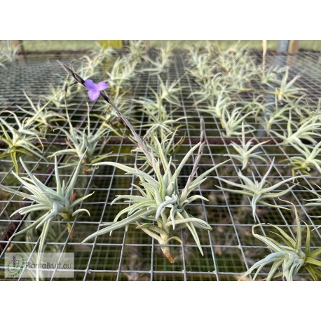 Tillandsia paleacea var. minor Holm