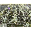 Tillandsia paleacea var. minor Holm