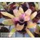 Neoregelia dachringiana