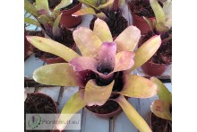 Neoregelia dachringiana