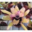 Neoregelia dachringiana