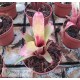 Neoregelia roethii