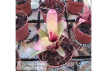 Neoregelia roethii