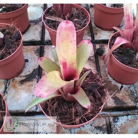 Neoregelia roethii