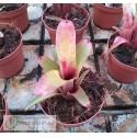 Neoregelia roethii