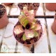 Neoregelia lilliputeana x dungsiana