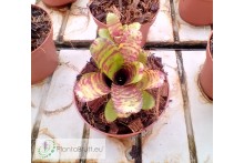 Neoregelia lilliputeana x dungsiana