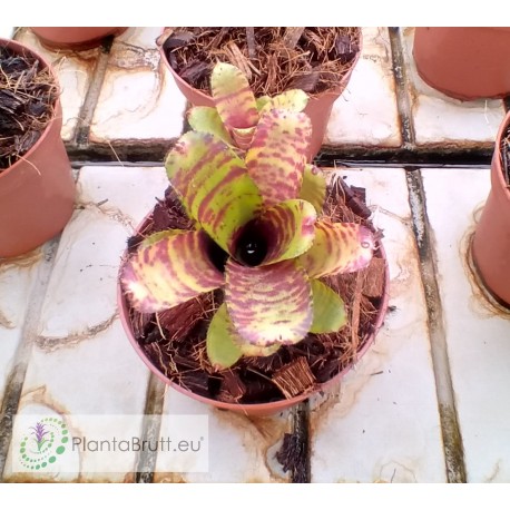 Neoregelia lilliputeana x dungsiana