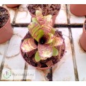 Neoregelia lilliputeana x dungsiana