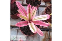 Neoregelia Rough and Ready albo
