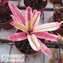 Neoregelia Rough and Ready albo