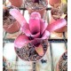Neoregelia Darkest hour x dungsiana