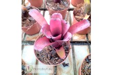 Neoregelia Darkest hour x dungsiana