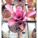 Neoregelia Darkest hour x dungsiana