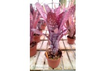 Billbergia Smokestack