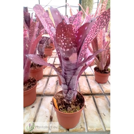 Billbergia Smokestack