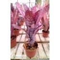 Billbergia Smokestack