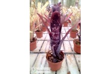 Billbergia Darth Vader