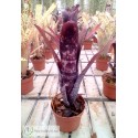 Billbergia Darth Vader