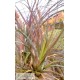 Tillandsia limbata XL