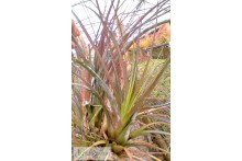 Tillandsia limbata XL