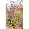 Tillandsia limbata XL