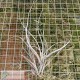 Tillandsia baileyi var. vivipera