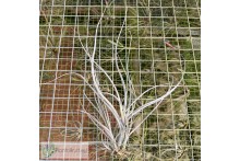 Tillandsia baileyi var. vivipera