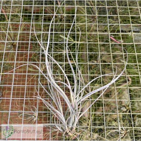 Tillandsia baileyi var. vivipera