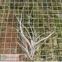 Tillandsia baileyi var. vivipera