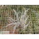 Tillandsia baileyi var. vivipera clumb