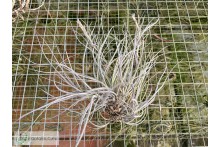 Tillandsia baileyi var. vivipera clumb