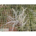 Tillandsia baileyi var. vivipera clumb