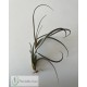 Tillandsia baileyi (Corpus Christi)