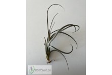 Tillandsia baileyi (Corpus Christi)