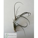 Tillandsia baileyi (Corpus Christi)
