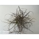 Tillandsia baileyi (Corpus Christi) clumb