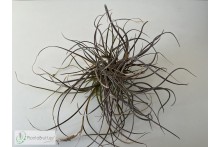 Tillandsia baileyi (Corpus Christi) clumb
