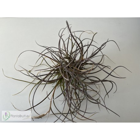 Tillandsia baileyi (Corpus Christi) clumb