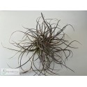 Tillandsia baileyi (Corpus Christi) clumb