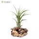 Tillandsia caput-medusae x flabellata