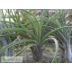 Tillandsia caput-medusae x flabellata